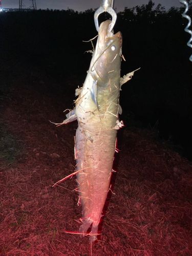 ナマズの釣果