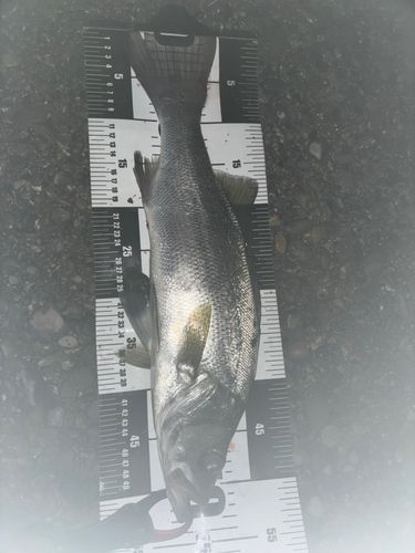ヒラスズキの釣果