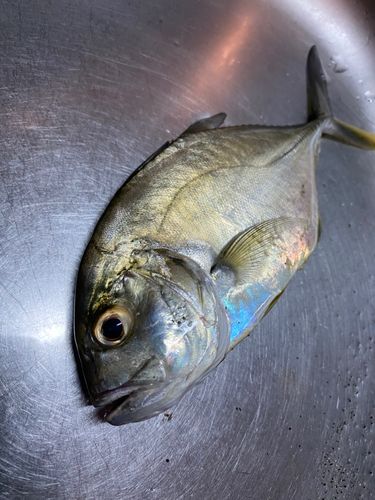 万之瀬川河口