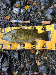 スモールマウスバスの釣果