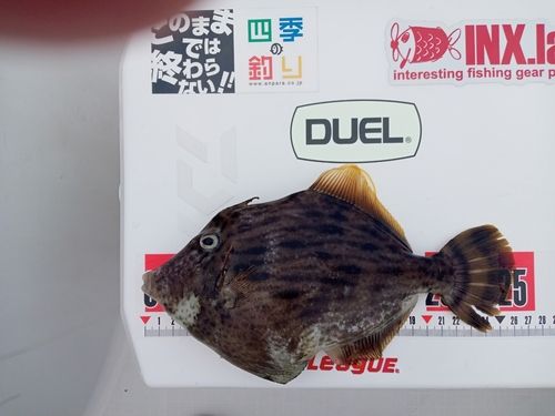 カワハギの釣果