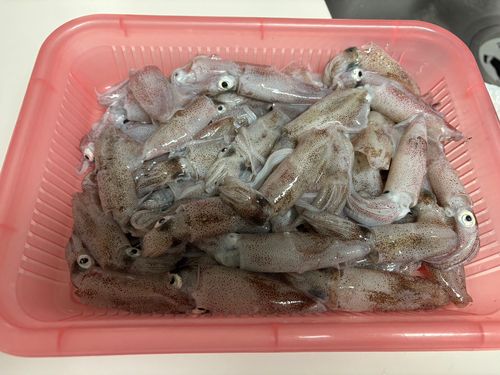 マメイカの釣果