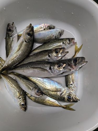 アジの釣果