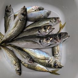 アジ