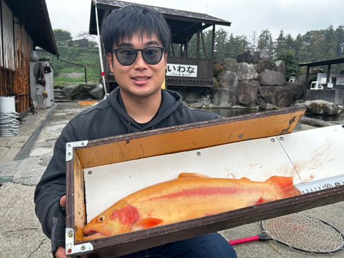ニジマスの釣果