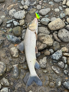 ニゴイの釣果