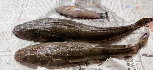 マゴチの釣果