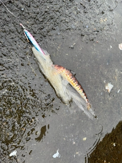 メジの釣果