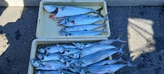 サゴシの釣果