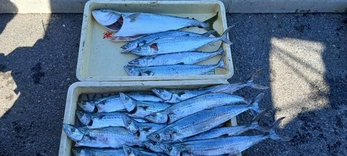 サゴシの釣果