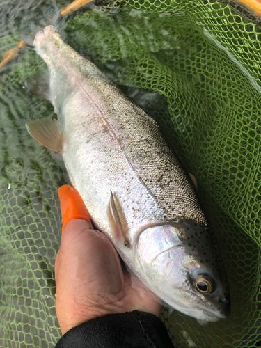 ニジマスの釣果