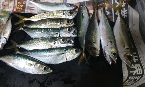 アジの釣果