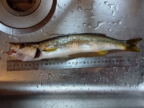 カマスの釣果
