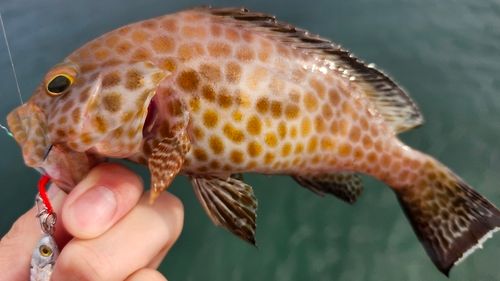 オオモンハタの釣果