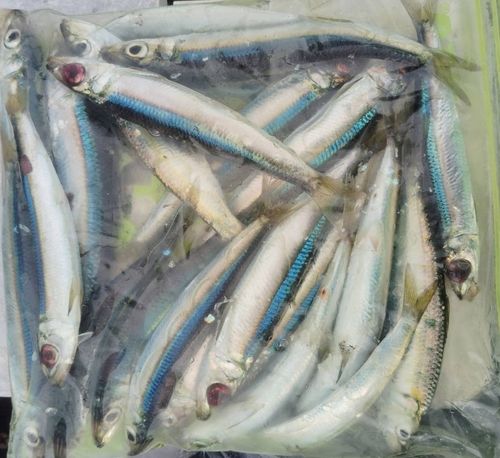 ウルメイワシの釣果