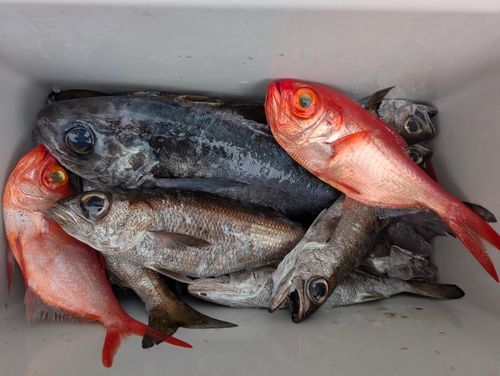 クロムツの釣果