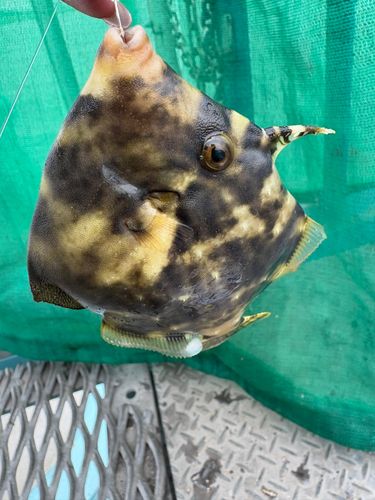 本牧海づり施設