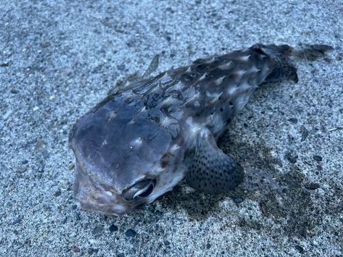 イシガキフグの釣果