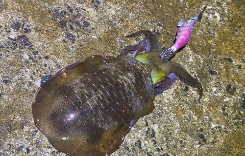 アオリイカの釣果