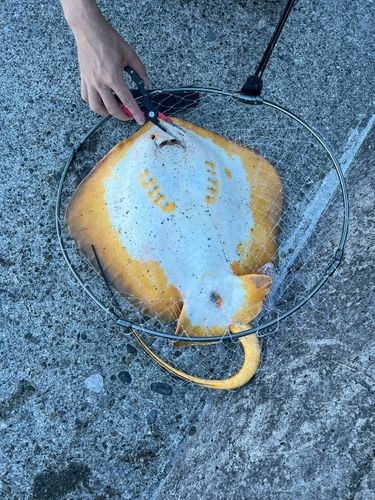 エイの釣果