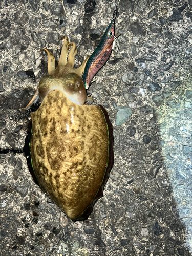 コウイカの釣果