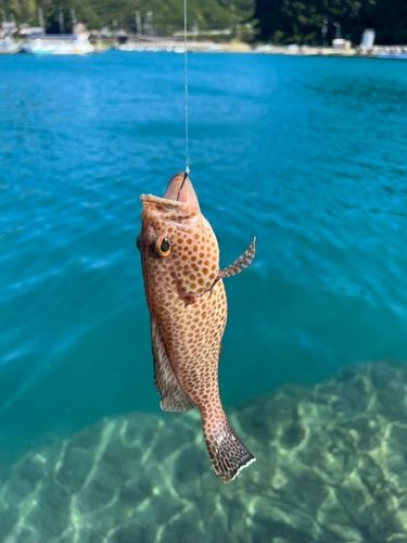 オオモンハタの釣果