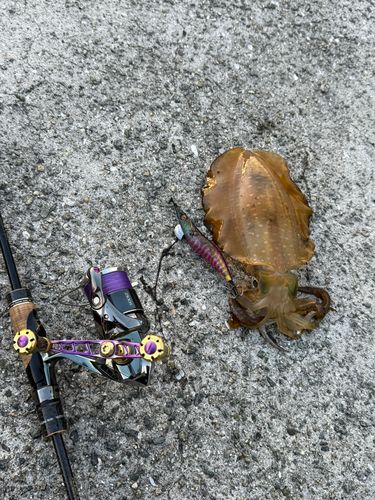 アオリイカの釣果