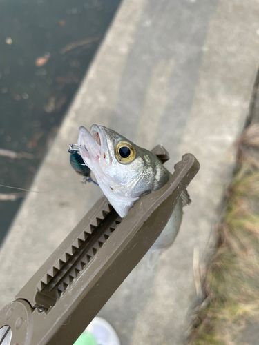 セイゴ（マルスズキ）の釣果