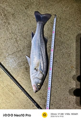シーバスの釣果