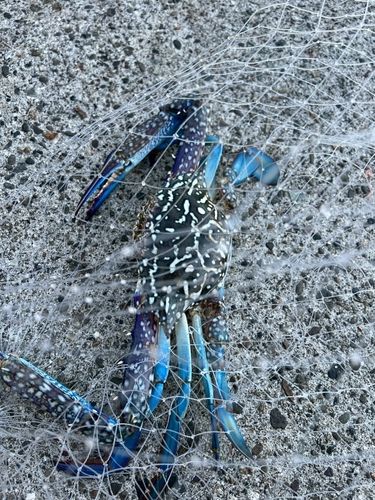 タイワンガザミの釣果