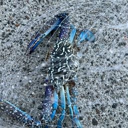 タイワンガザミ