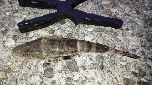 イネゴチの釣果