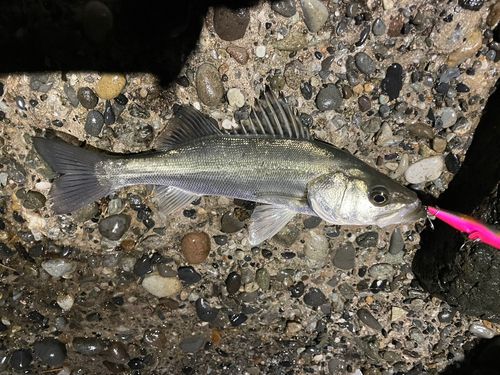 シーバスの釣果