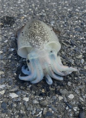 ふれーゆ