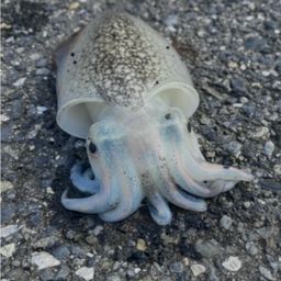 コウイカ