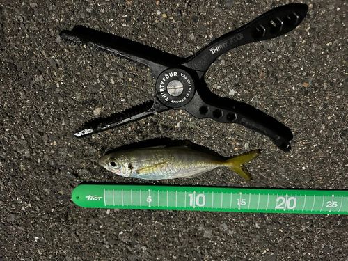 マアジの釣果