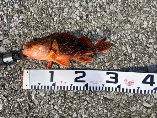 アラカブの釣果
