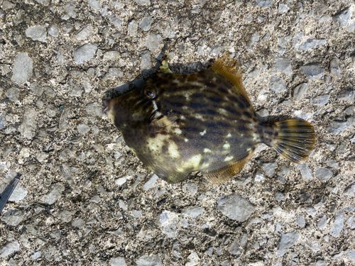 カワハギの釣果
