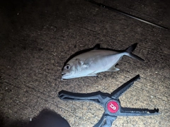 メッキの釣果