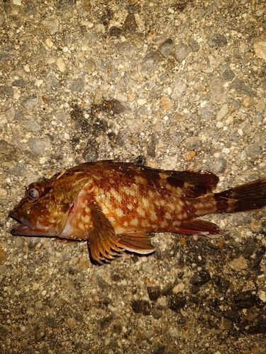 カサゴの釣果