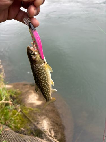 アメマスの釣果