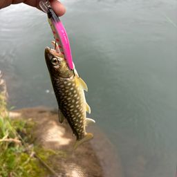アメマス