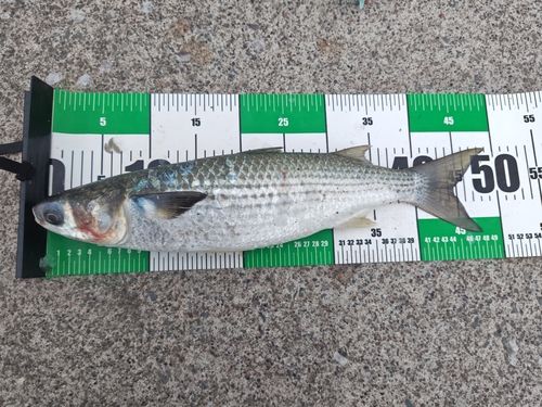 ボラの釣果