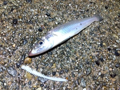 キスの釣果