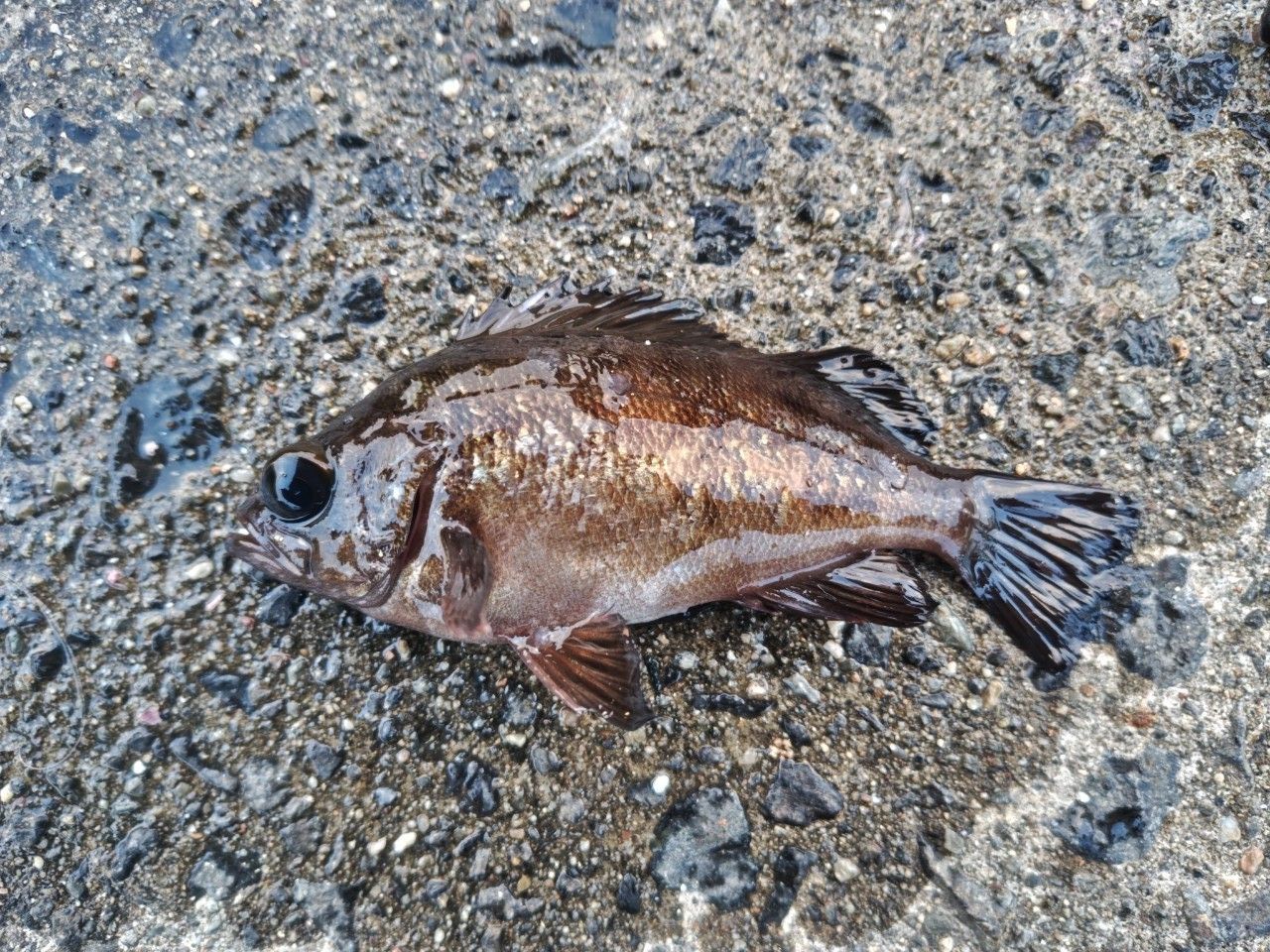 メバル