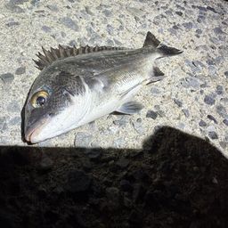 チヌ