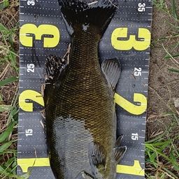 スモールマウスバス