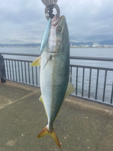 ツバスの釣果