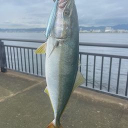 ツバス
