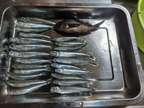 トウゴロウイワシの釣果